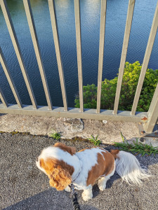 Photo de galerie - Garde d'un adorable Cavalier King Charles, quinze jours au mois d'Aout. Un super souvenir. Photo prise devant la Bidassoa. Dommage, il arrivait de la région parisienne, mais promis, il reviendra me voir.  Il s'appelle Rio.