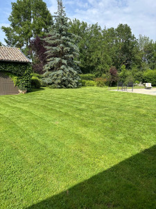 Photo de galerie - Tonte de qualité avec entretien de la pelouse (arrosage manuel )