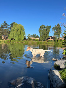 Photo de galerie - Visites et balades chien