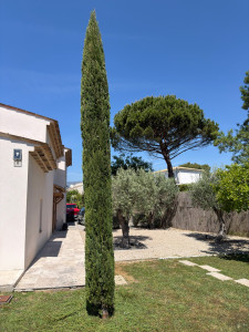 Photo de galerie - Taille de chandelle