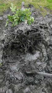 Photo de galerie - Dessouchage d’un figuier