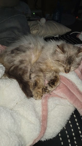 Photo de galerie - F.A de 15j pour Petit Jacob ?