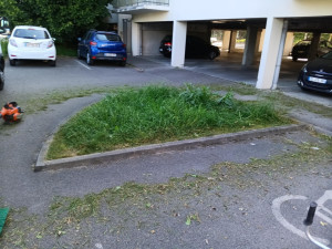 Photo de galerie - Tonte de pelouse - Débroussaillage
