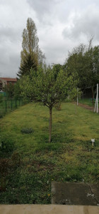 Photo de galerie - Taille de haies et d'arbustes