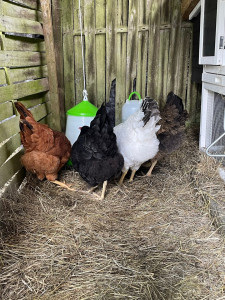 Photo de galerie - Visite et nourrissage des 4 petites poulettes 