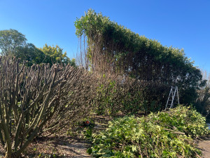 Photo de galerie - Haie de laurier rabattues 