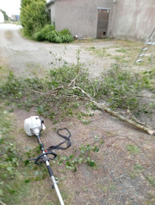 Photo de galerie - Elagage et coupe d'arbres