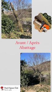 Photo de galerie - Elagage et coupe d'arbres