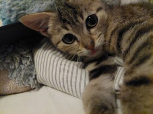 Photo de galerie - Garde chat