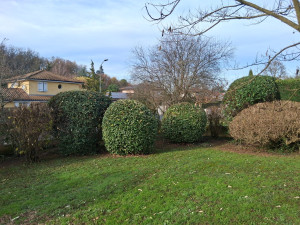 Photo de galerie - Taille de haies et d'arbustes