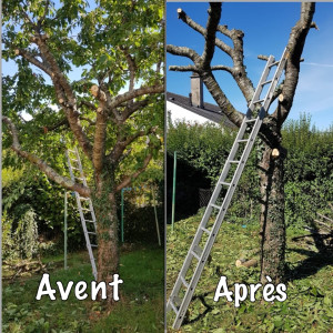 Photo de galerie - J’entretiens pour vous vos arbres, fruitiers