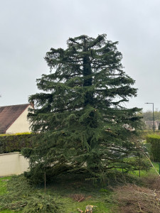 Photo de galerie - Re mise en taille d’un cèdre 