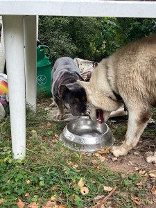 Photo de galerie - 2 chiens en pension très différents et très copains 