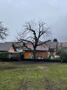 Photo de galerie - Elagage et coupe d'arbres