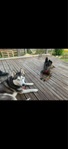 Photo de galerie - Garde chien