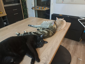 Photo de galerie - Véritable amoureuse des animaux ! 

Actuellement je vis avec 3 chats et j'ai grandi avec plusieurs animaux (chats, chiens, NAC). Je peux m'occuper de vos animaux lors de vos absences !