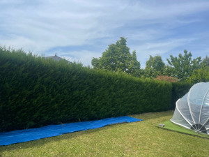 Photo de galerie - Elagage et coupe d'arbres