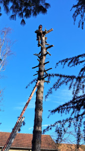 Photo de galerie - Elagage et coupe d'arbres