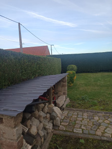 Photo de galerie - Taille de haie de cyprès 