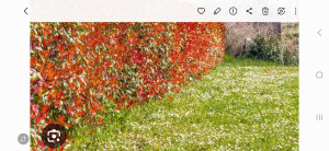 Photo de galerie - Avant la coupe