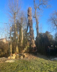 Photo de galerie - Elagage et coupe d'arbres