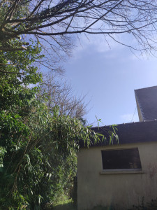 Photo de galerie - Elagage et coupe d'arbres