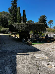 Photo de galerie - Taille d’un chêne vert 