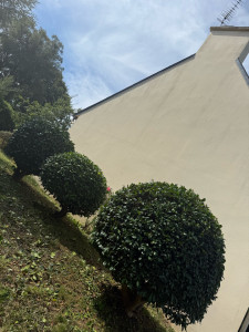 Photo de galerie - Taille de 3 petits arbustes 