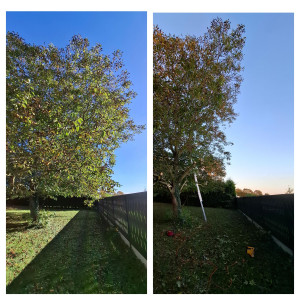 Photo de galerie - Elagage et coupe d'arbres