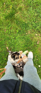 Photo de galerie - Garde chien