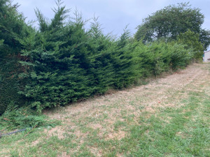 Photo de galerie - Taille de sapinette photo avant réalisation 