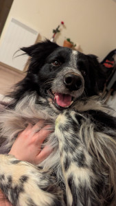 Photo de galerie - Loki en séjour à la maison pour 1 nuit ! Sur les genoux dans le canapé, comme chez lui??