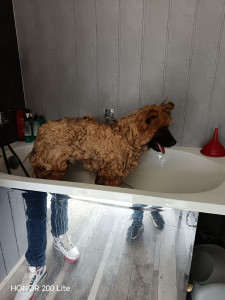 Photo de galerie - Toilettage