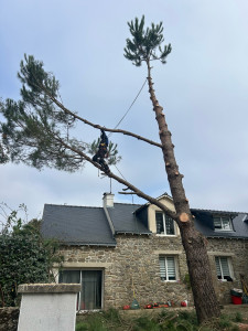 Photo de galerie - élagage 
