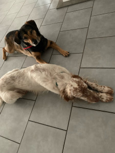 Photo de galerie - Loulou en garde ❤️