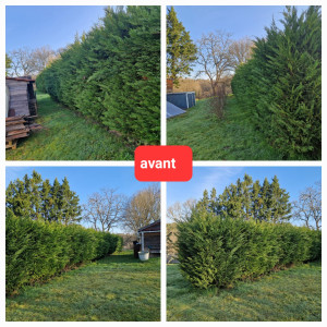 Photo de galerie - Taille de haies 