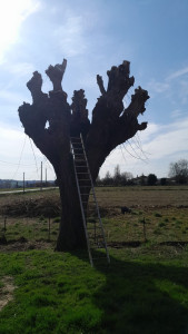 Photo de galerie - Élagage , coupe d'arbre 