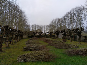 Photo de galerie - Taille de restructuration d'un double alignement de tilleuls en tête de chat dans un secteur protégé au titre des abords de monuments historiques