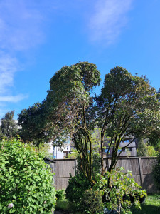 Photo de galerie - Et la gage de petite branche. Dans un laurier