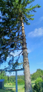 Photo de galerie - Elagage et coupe d'arbres