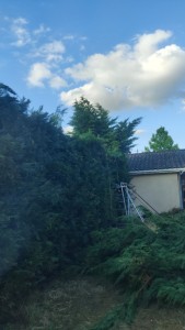 Photo de galerie - Taille de haies et d'arbustes