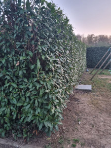 Photo de galerie - Taille haie
