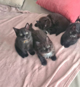 Photo de galerie - Garde chats/chatons chez moi ou visite au domicile 