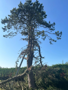 Photo de galerie - Sapin