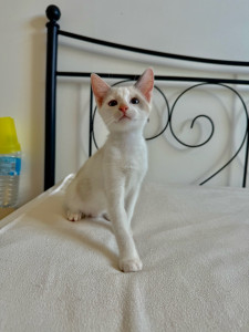 Photo de galerie - Garde chat