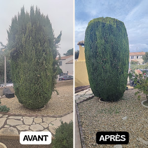 Photo de galerie - Taille de haies et d'arbustes