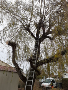Photo de galerie - Elagage et coupe d'arbres