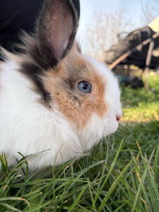 Photo de galerie - Photographie d’animaux 