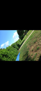 Photo de galerie - Taille de haies et d'arbustes