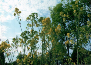 Photo de galerie - Jardinier